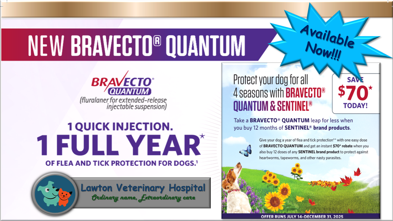 Bravecto Quantum 